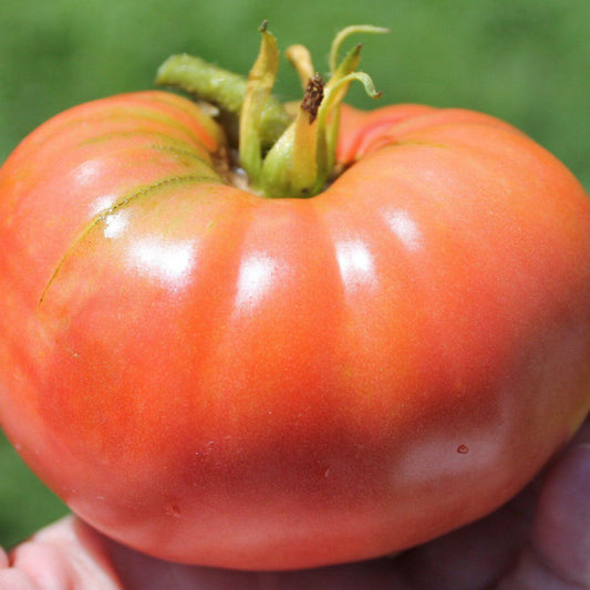 Jerry's German Pink Tomato