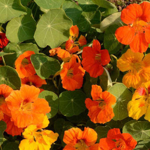 Jewel Nasturtium Mix