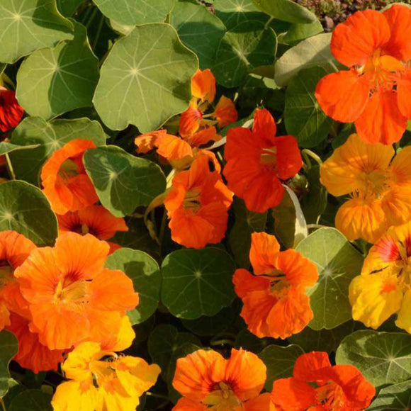 Jewel Nasturtium Mix