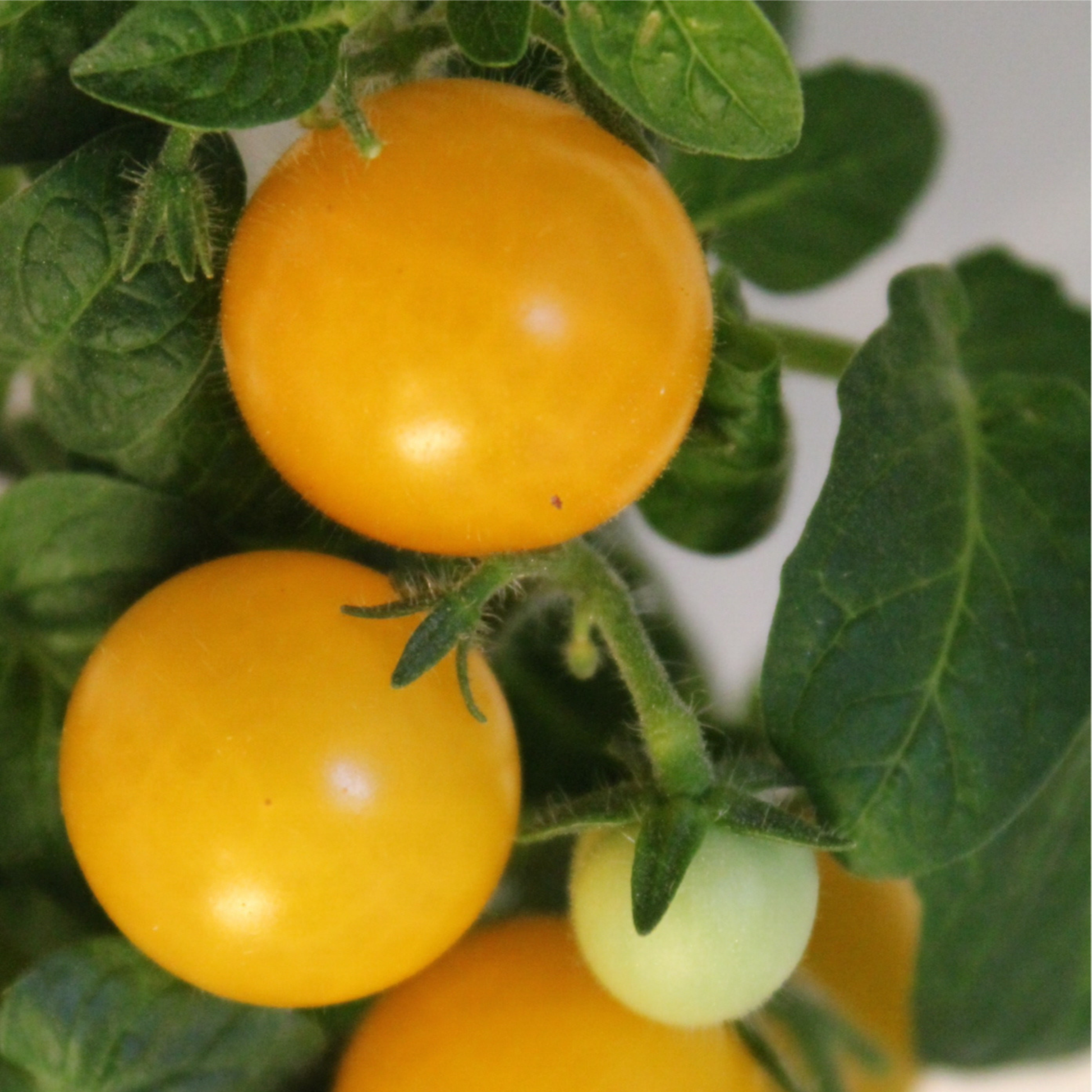 Close-up of ripe and unripe Jochalos micro dwarf orange cherry tomatoes growing on the vine.