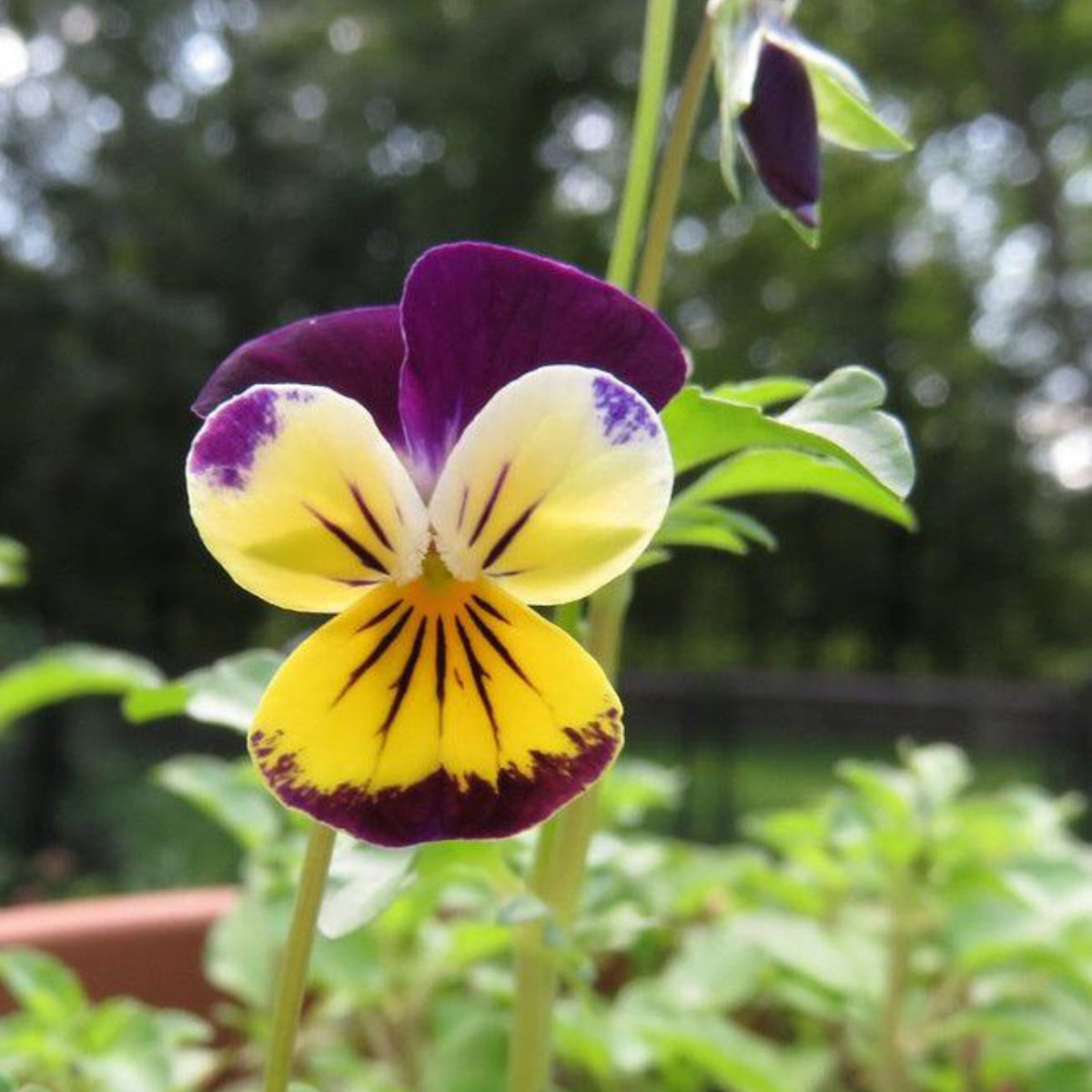 A close-up image of a Johnny Jump Up Viola flower with vibrant purple, yellow, and white petals.