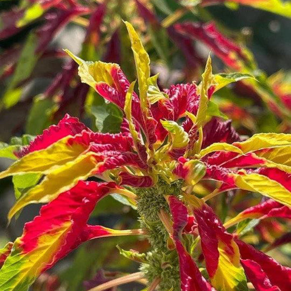 Joseph's Coat Amaranth