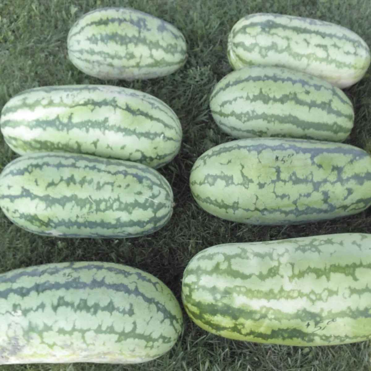 Jubilee watermelons with large oblong fruits and light green rinds with dark green stripes