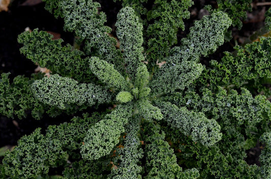 Kale Garden Blend - Cheap Seeds, LLC