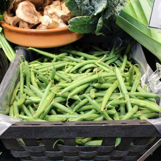 Kentucky Wonder Brown Pole Bean