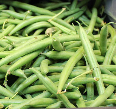Fresh green Kentucky Wonder bush beans