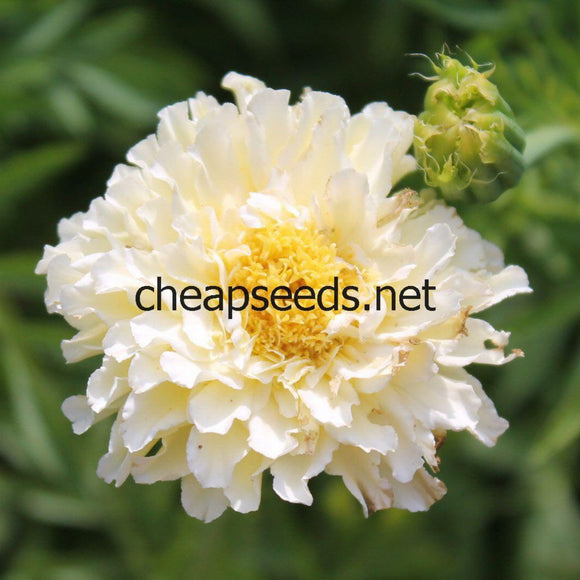 Kilimanjaro White Marigold