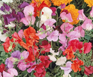 Knee High Sweet Pea Mix - Cheap Seeds, LLC