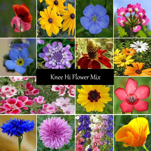 Knee High Wildflower Mix – Colorful, Pollinator-Friendly Seeds