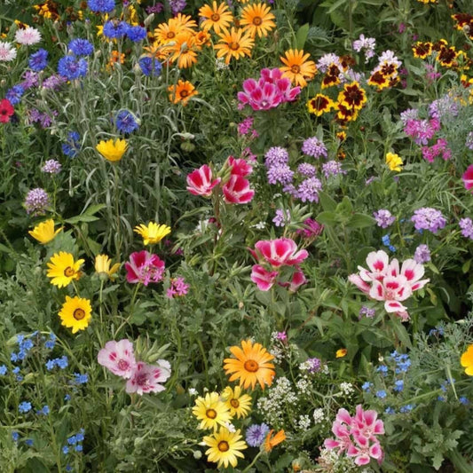 Knee High Wildflower Mix – Colorful, Pollinator-Friendly Seeds