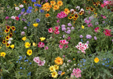 Knee High Wildflower Mix