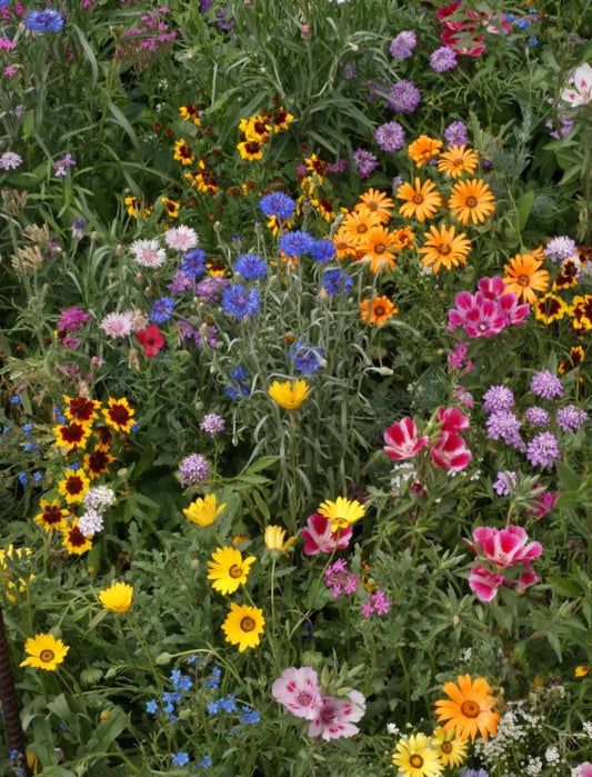 Knee High Wildflower Mix