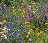 Knee High Wildflower Mix