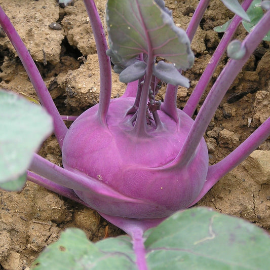 Purple Vienna kohlrabi growing in the garden with a vibrant purple bulb forming above the soil