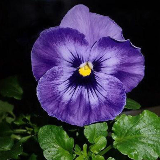 Lake of Thun Pansy