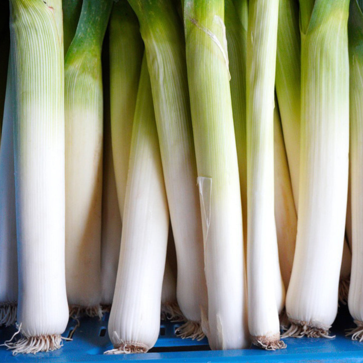 Harvested Large American Flag leeks with thick white stalks and green tops