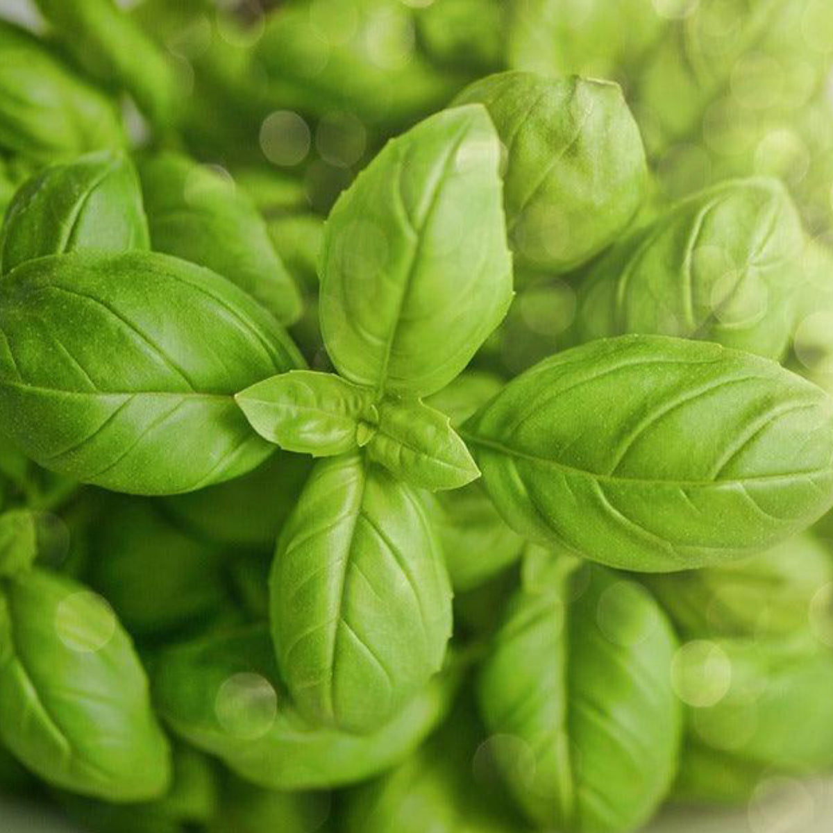 Large Leaf Italian basil with fresh green leaves