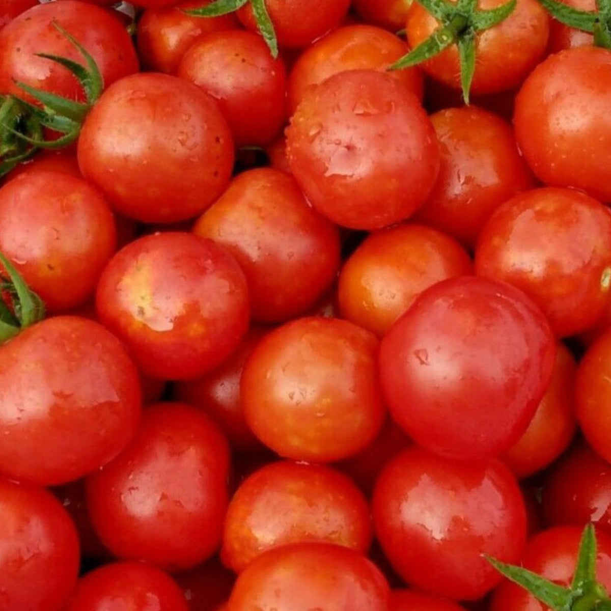 Freshly harvested Large Red Cherry tomatoes featuring clusters of ripe, round, bright red fruits, a sweet and juicy tomato variety perfect for salads and snacking.