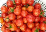 Free Heirloom Tomato Seeds – No Purchase Needed!