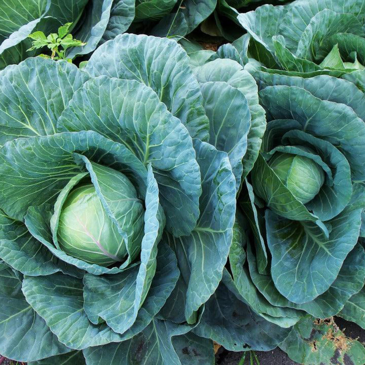 Late Flat Dutch cabbage heads growing in the garden