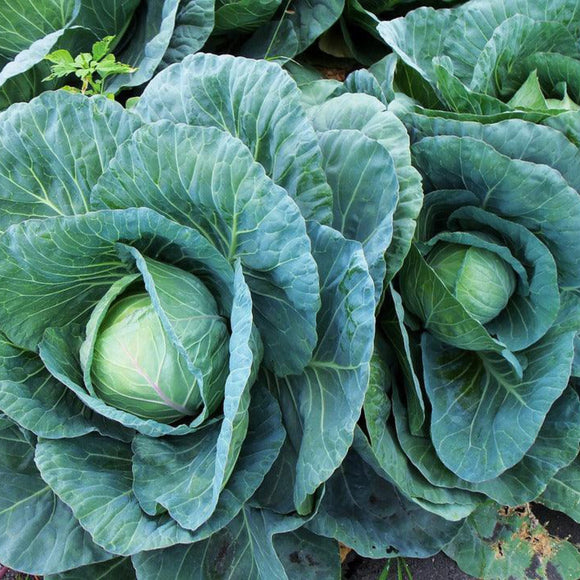 Late Flat Dutch Cabbage