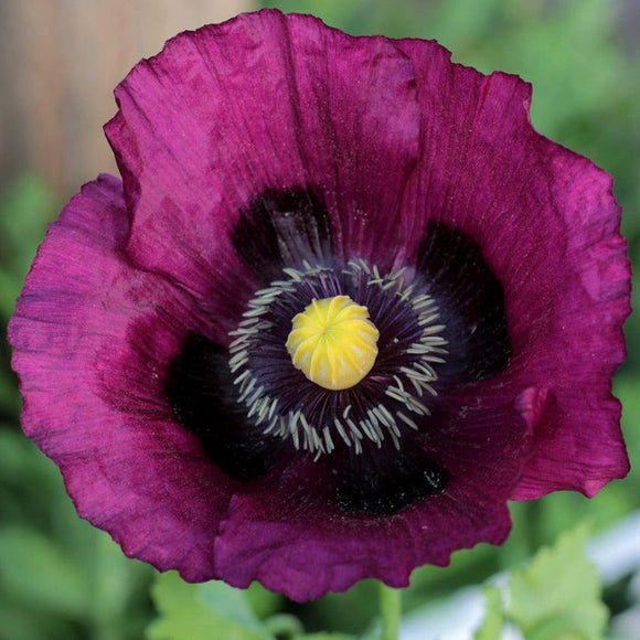 Lauren's Grape Poppy