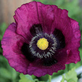 Lauren's Grape Poppy