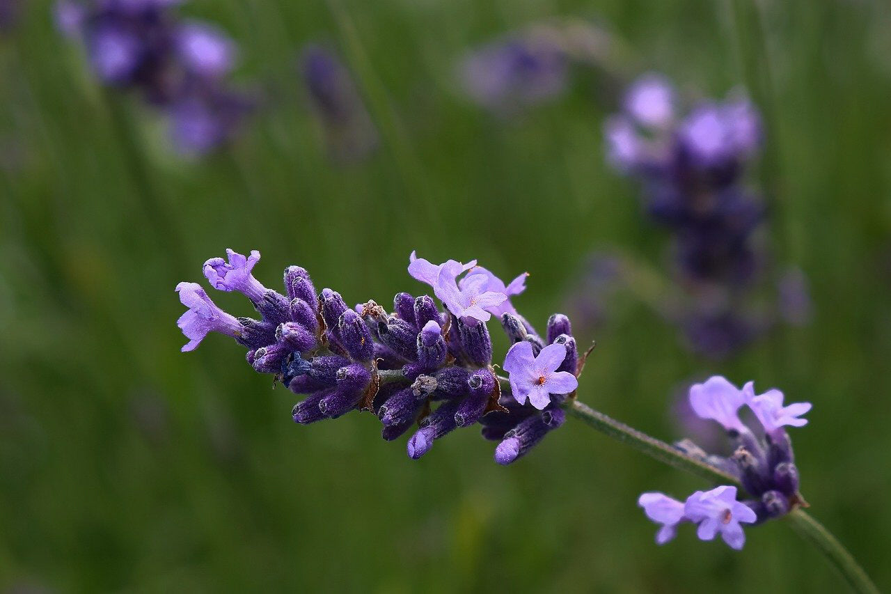 True Lavender