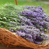 English Lavender