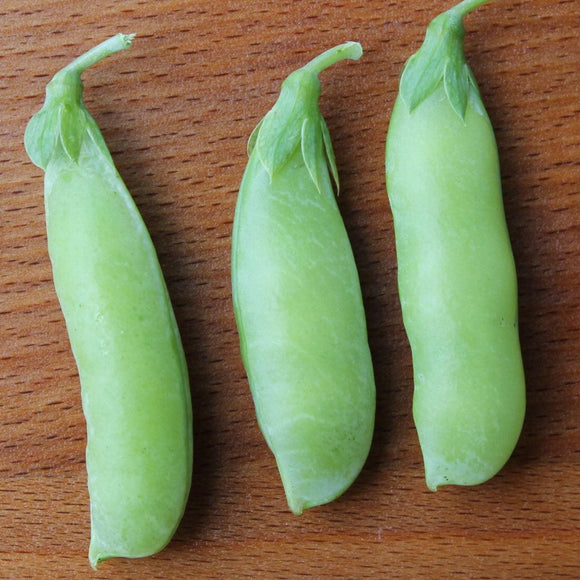 Laxton Progress Pea