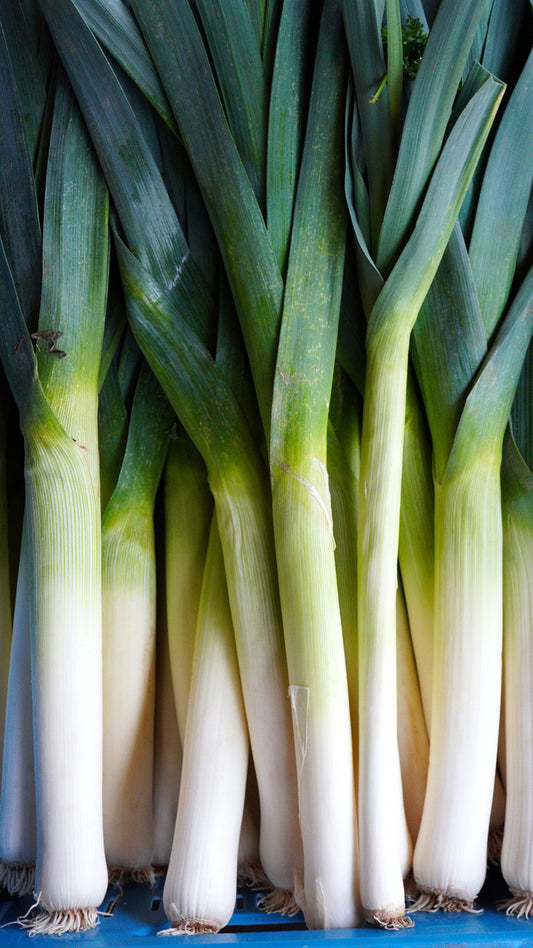 Large American Flag Leek
