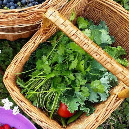 Freshly harvested Leisure Cilantro with bright green, aromatic leaves and tender stems displayed in a wicker basket, a slow-bolting culinary herb perfect for salsa, salads, and cooking.