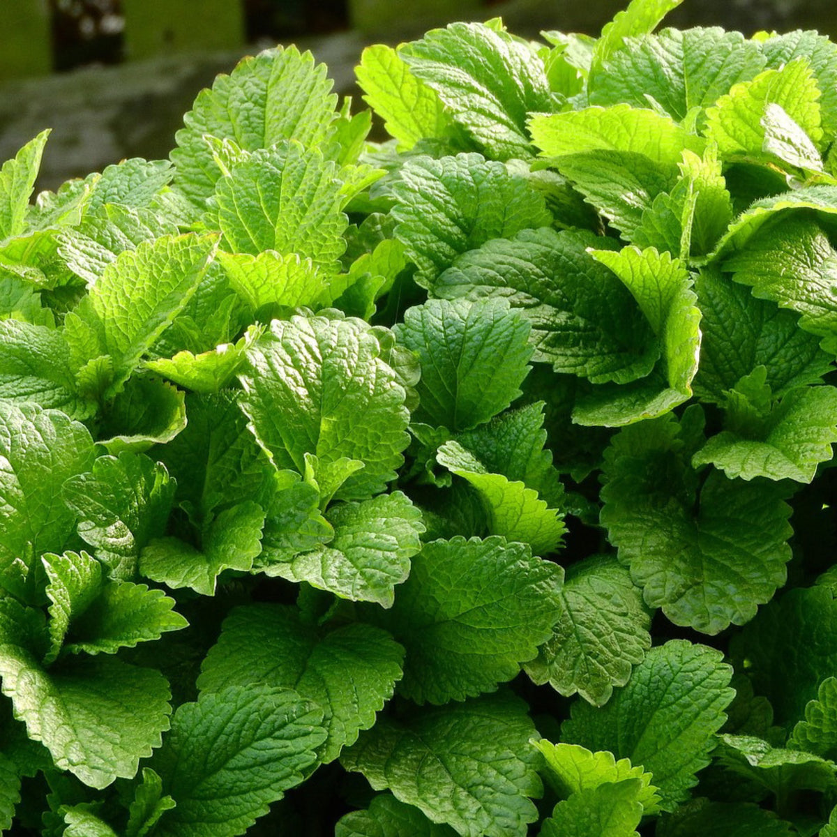 Lemon balm (Melissa officinalis) herb plant growing in a garden with lush green aromatic leaves, a fragrant perennial herb for teas and pollinators.