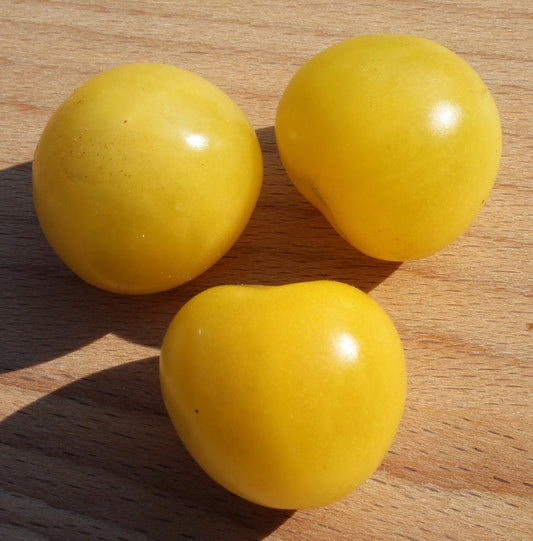 Lemon Drop Tomato