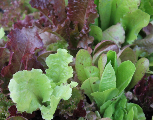 Lettuce 5 Blend Mix - Cheap Seeds, LLC