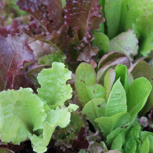 Lettuce 5 Blend Mix