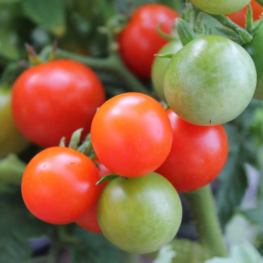 Lille Lise Micro Dwarf Tomato plant with clusters of red cherry tomatoes