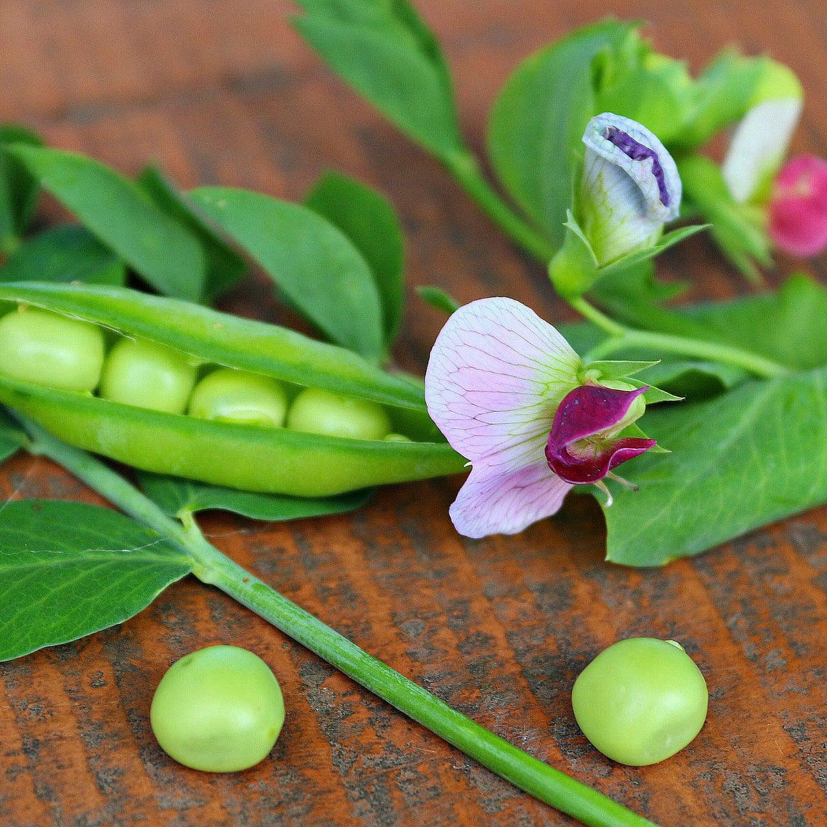 Lincoln pea with fresh green peas in an open pod and pea flowers