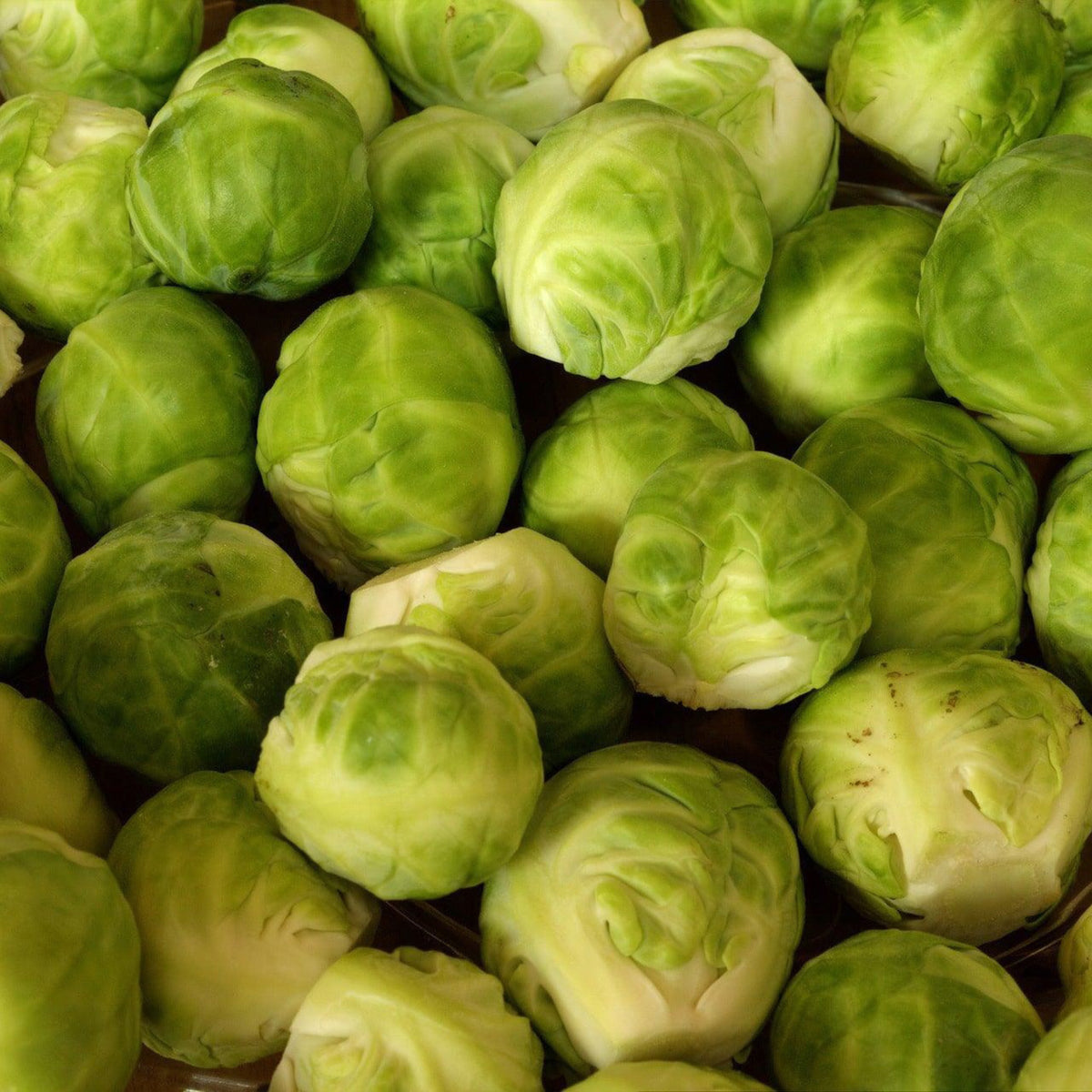 Fresh green Long Island Improved Brussels sprouts