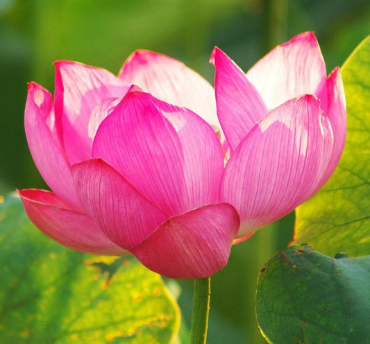 Lotus