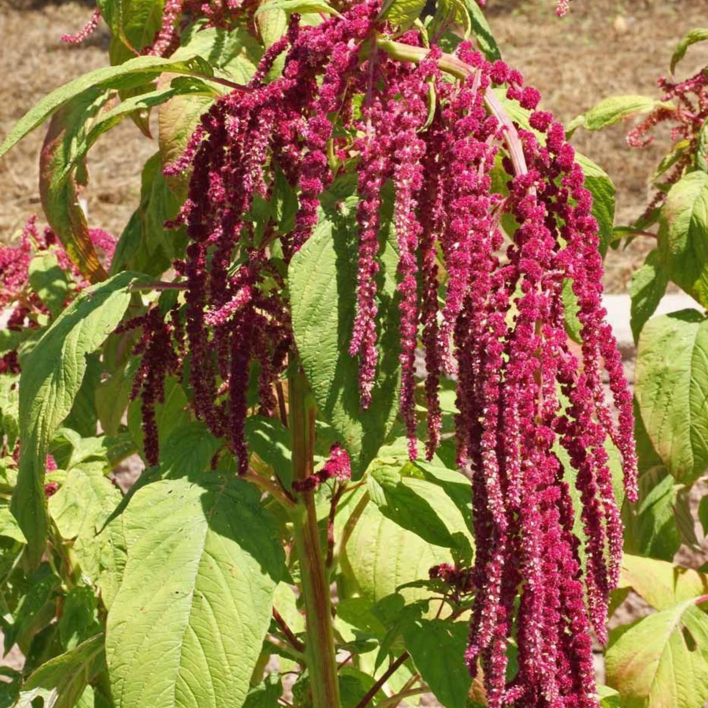 Love Lies Bleeding