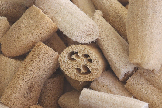 Luffa Sponge Gourd - Cheap Seeds, LLC