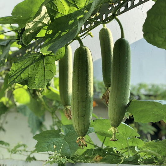 Luffa Sponge Gourd
