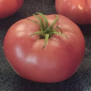 Magnus Tomato