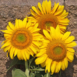 Mammoth Grey Stripe Sunflower - Cheap Seeds, LLC