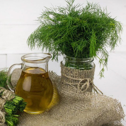 Freshly harvested Mammoth Long Island Dill