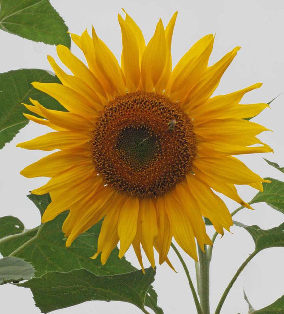 Mammoth Grey Stripe Sunflower