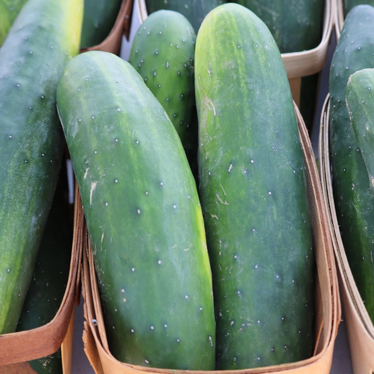 A basket filled with fresh, straight, dark green Marketmore cucumbers.