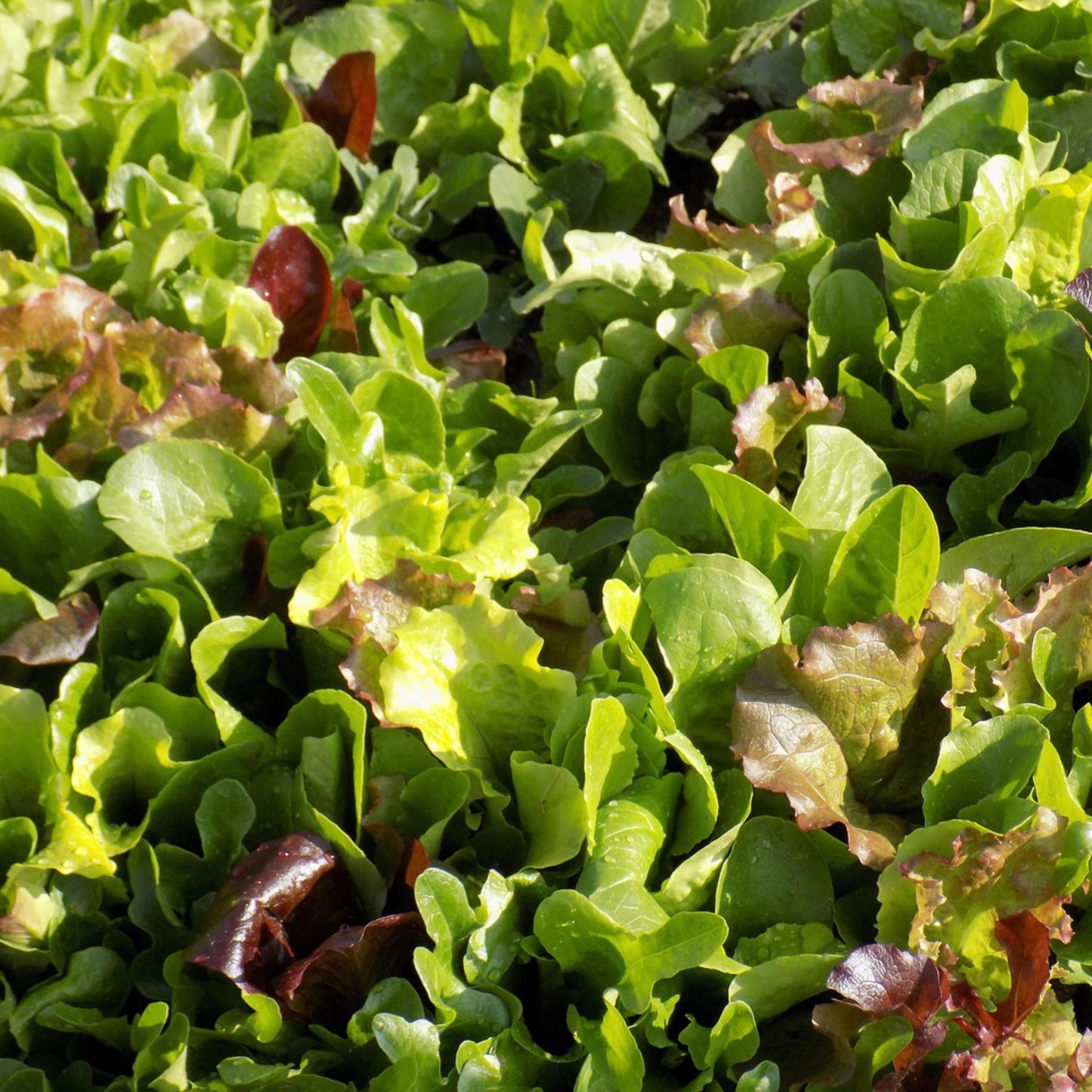 Fresh mesclun salad greens growing in garden, ideal nutritious forage for backyard chickens