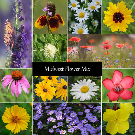 Midwest Flower Seed Mix